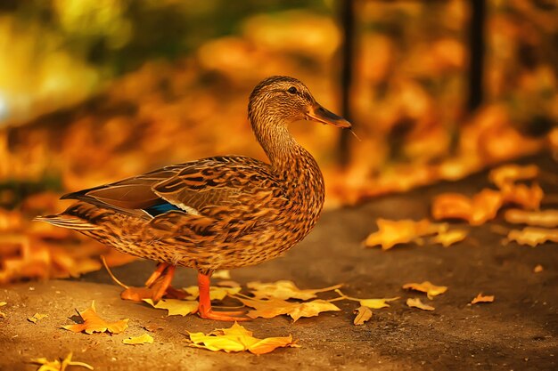 Duck autumn park mallard, wild duck autumn view migratory bird\
nature