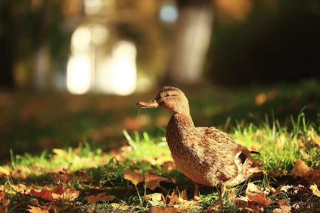 写真 アヒルの秋の公園マガモ、野生のアヒルの秋の景色渡り鳥の自然