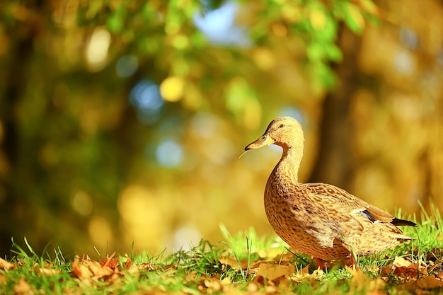 写真 アヒルの秋の公園マガモ、野生のアヒルの秋の景色渡り鳥の自然