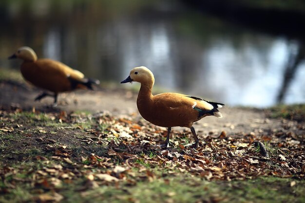 秋の公園のアヒル、抽象的なリラクゼーションだけのビュー