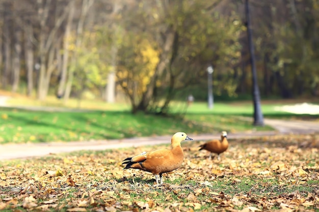 duck in autumn park, view of abstract relaxation alone