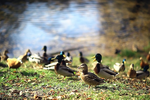 秋の公園のアヒル、抽象的なリラクゼーションだけのビュー