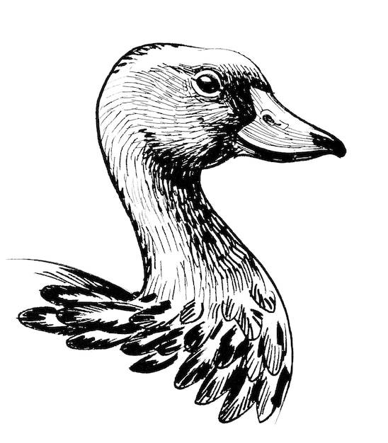 Photo duck bird head. ink black and white drawing