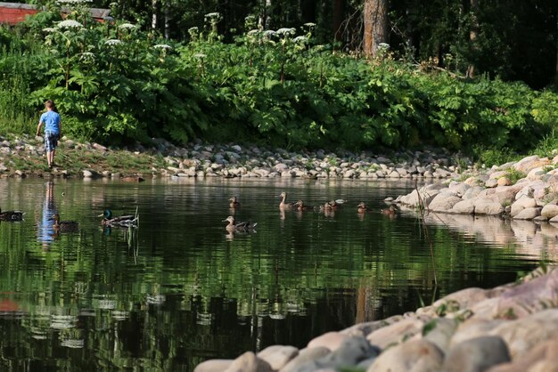 Duck bird on the pond