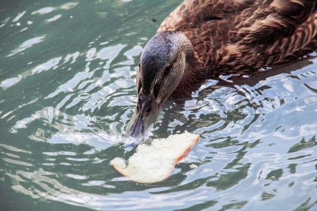 青い水の中のアヒルはパンを食べる