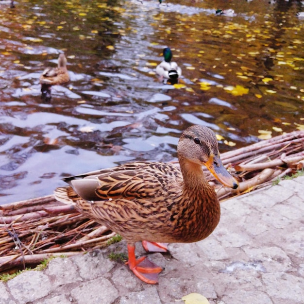 Duck by water