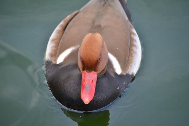 Photo a duck called red-crested pochard