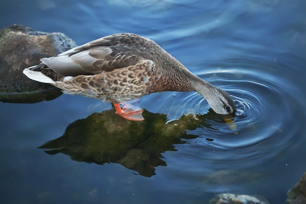 The duck catches bread in the river