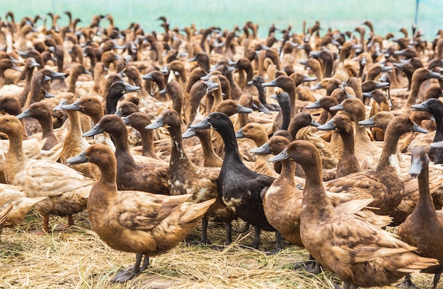 Duck Chase Field, duck eggs Thailand.