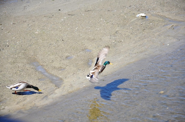 A duck chases a suitor who gets too close to his partner on the Los Angeles River.