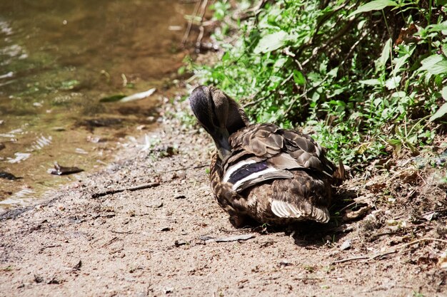 L'anatra pulisce le piume che si siedono sulla riva di uno stagno