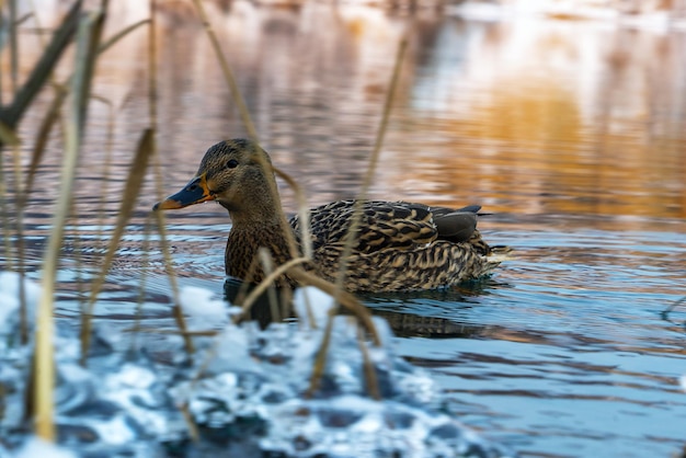 Duck close-up zwemt door het water in een ijskoude vijver op een winterdag