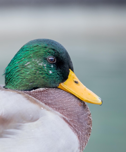 duck drake on the background of the lake in the park