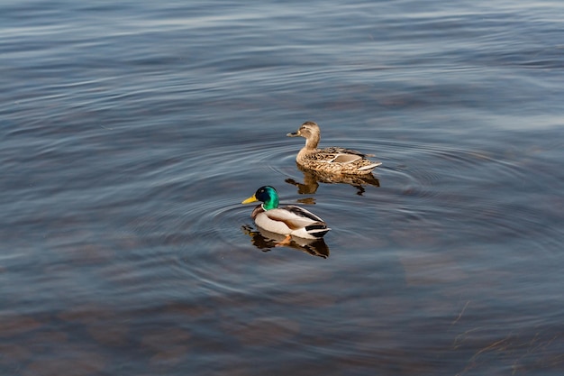 Duck and drake float on the water