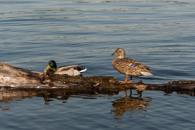 Duck and drake sit on a log