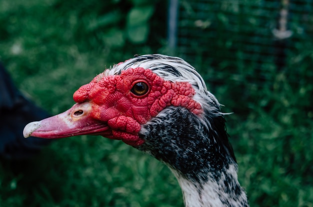 Duck drake with textured head on a background of green grass.