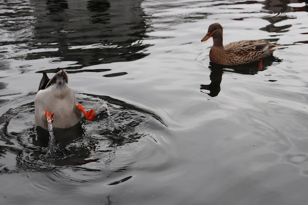 A duck and a duck swimming in the water