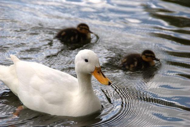 Duck and ducklings swimming in pond