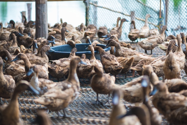 Duck eating food in farm, traditional farming.