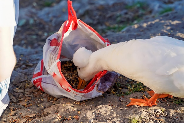 A duck eats food from a bag.