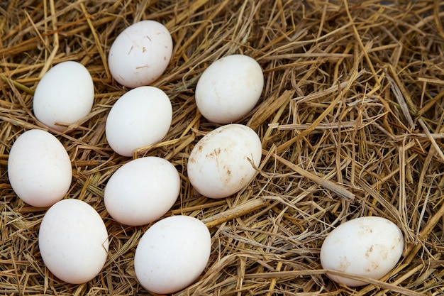 Duck eggs in the henhouse. Closeup of duck eggs.