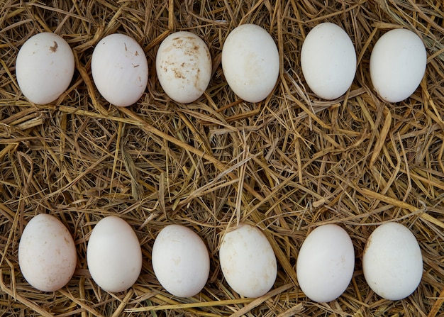 Duck eggs in the henhouse. Closeup of duck eggs.