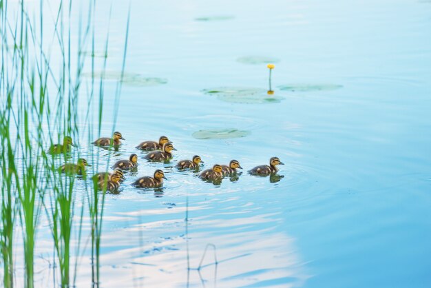 Duck family with many small ducklings swimming on the river