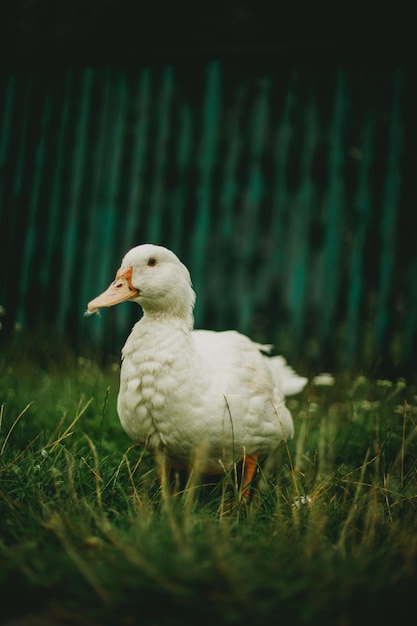 Photo duck in farm