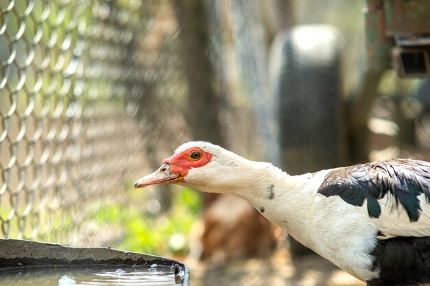 Duck feed on traditional rural barnyard. Detail of a waterbird drinking water on barn yard. Free range poultry farming concept.