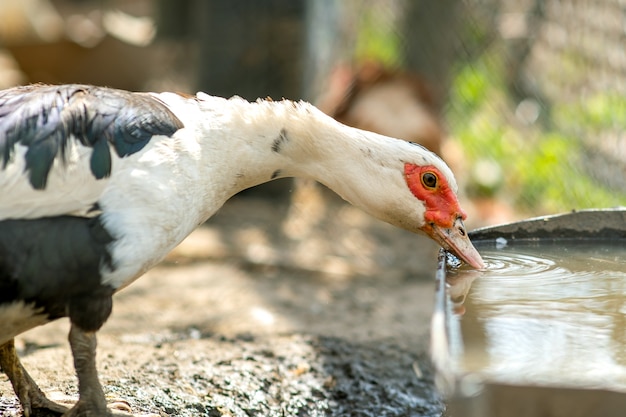 Duck feed on traditional rural barnyard. Detail of a waterbird drinking water on barn yard. Free range poultry farming concept.