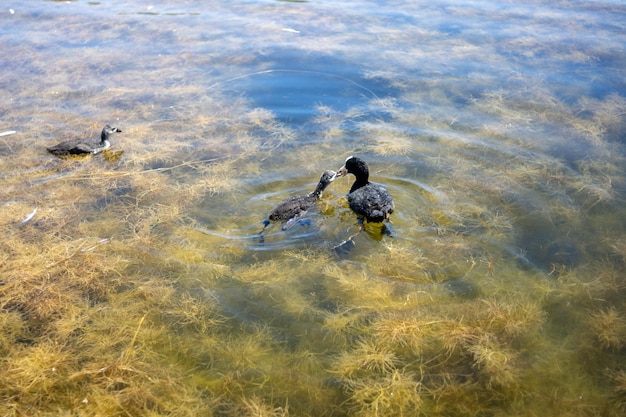 写真 アヒルは湖でアヒルの子に餌をやる 湖の水の中の藻類