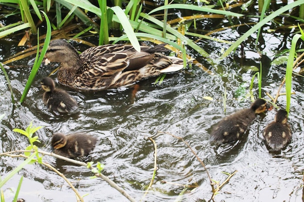 A duck female swims with ducklings and catches small fish