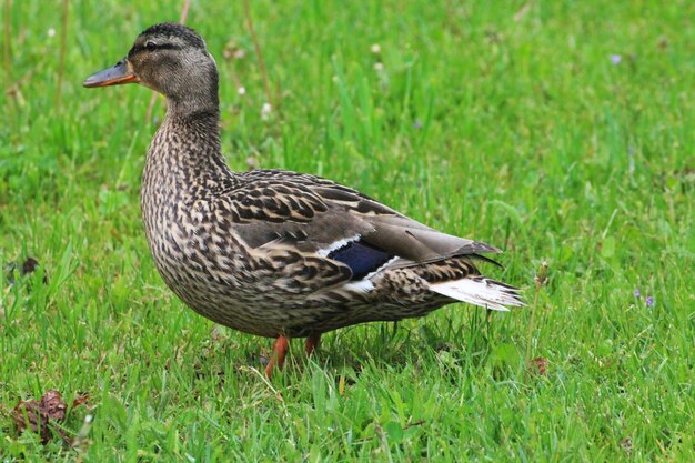 A duck female walks on the green grass of the meadow