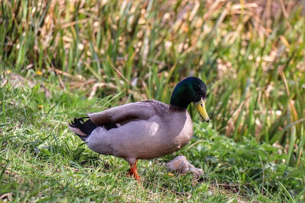 Duck on a field