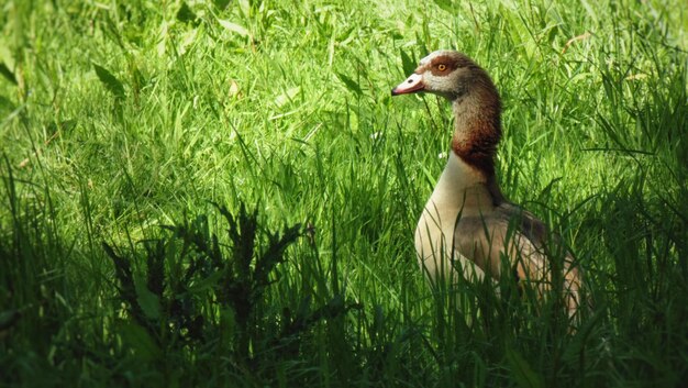 Photo duck on field