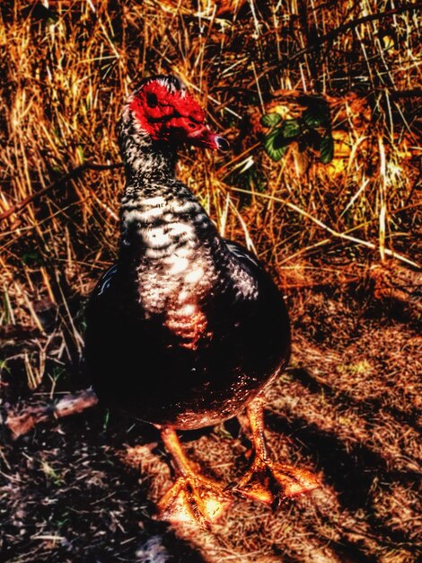 Photo duck on field