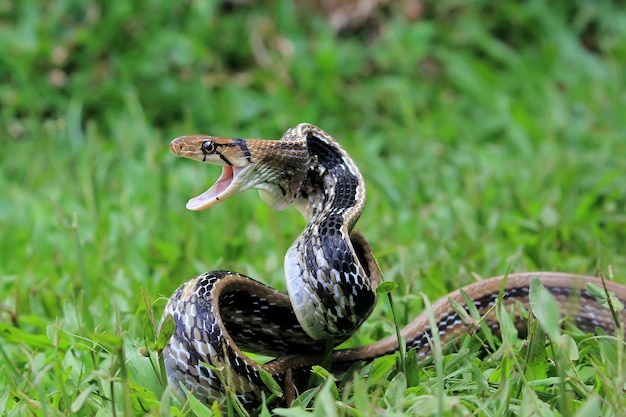 Foto anatra su un campo