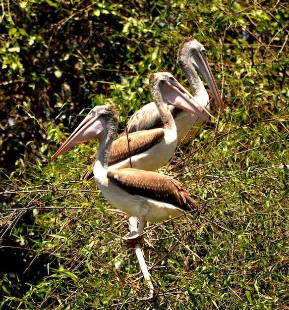 Foto anatra in un campo