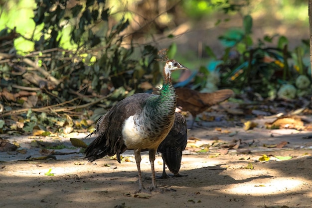 Foto anatra su un campo