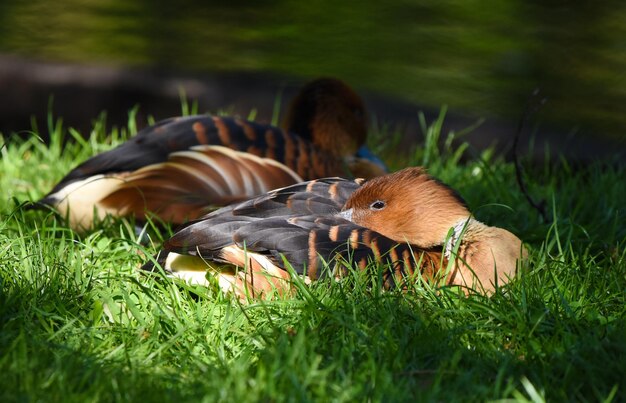 Photo duck on field