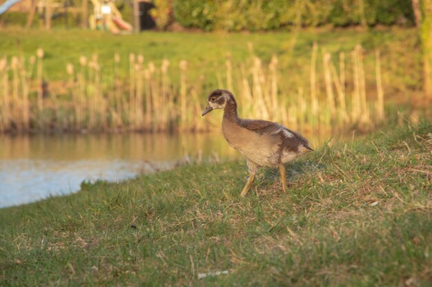 Foto anatra su un campo