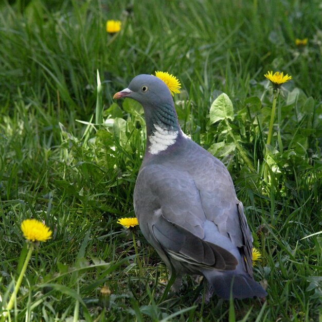 Photo duck on a field