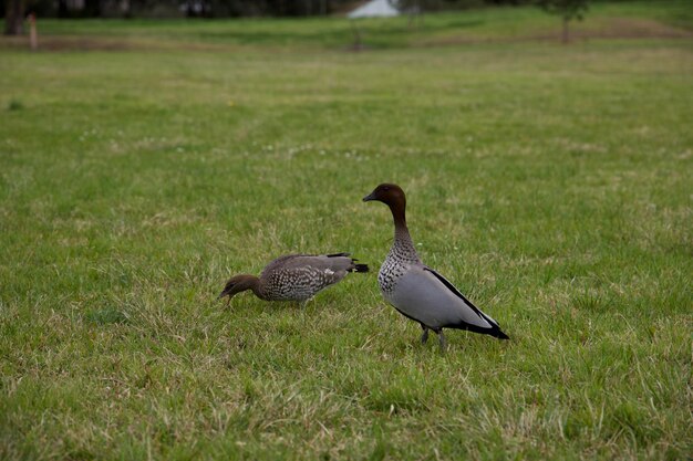 Duck on a field