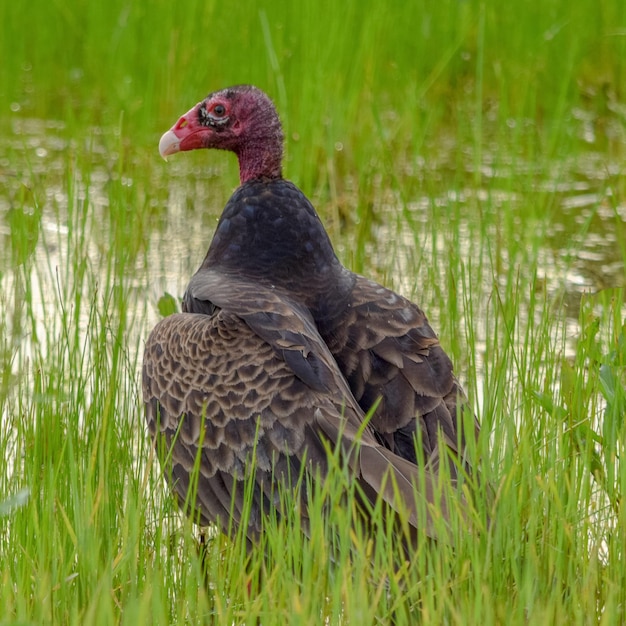 Photo duck on a field