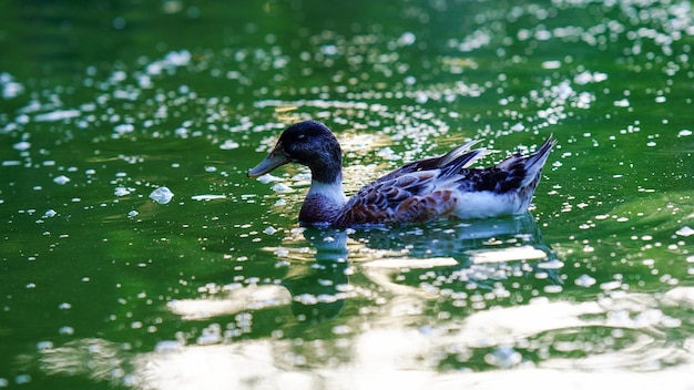 Photo duck floating in green water