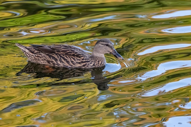 Duck florida