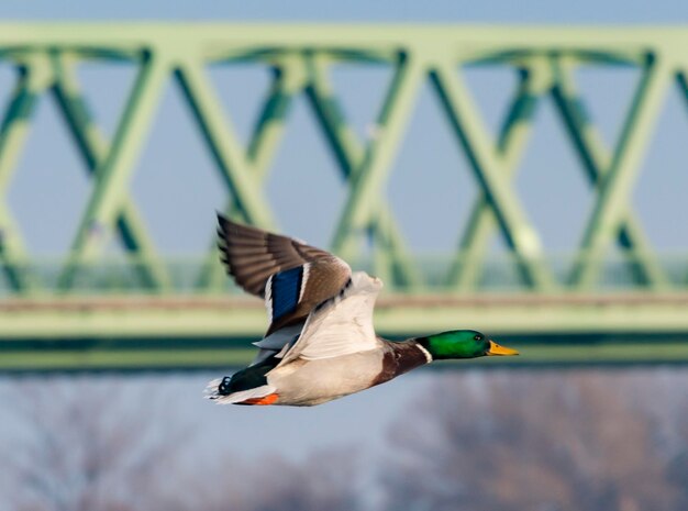 Photo duck flying in front of the bridge