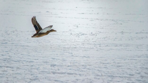 A duck flying above