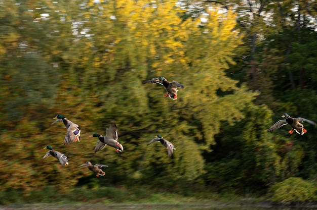 Photo duck flying