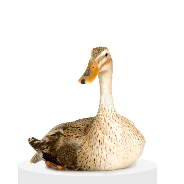 Duck In front of a white background